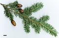 SpeciesSub: var. chinensis